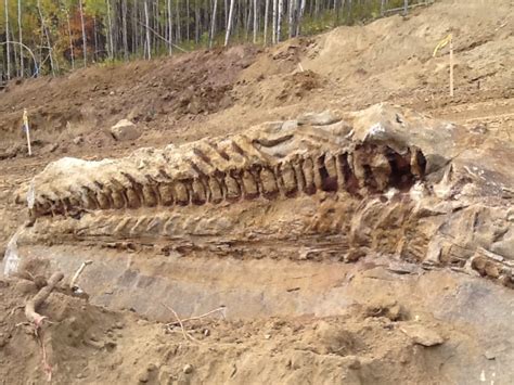 why are there so many dinosaur fossils in alberta